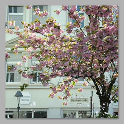 Kirschblüte Bonn - Altstadt #26 MDF