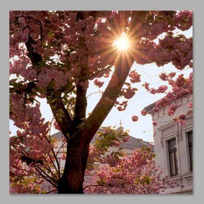 Kirschblüte Bonn - Altstadt #28 MDF
