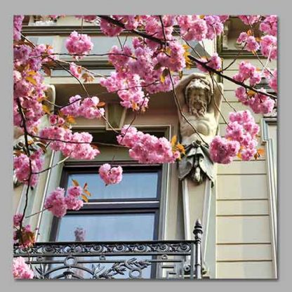 Kirschblüte Bonn - Altstadt #31 MDF