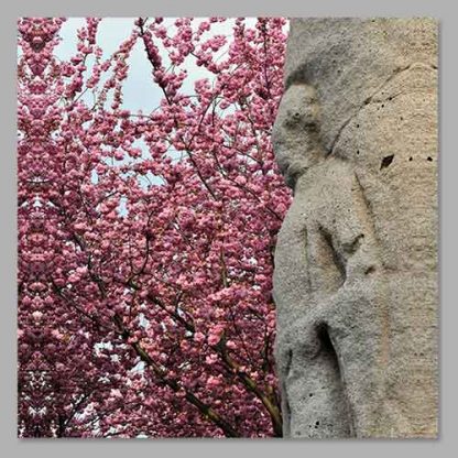 Kirschblüte Bonn - Altstadt #32 MDF