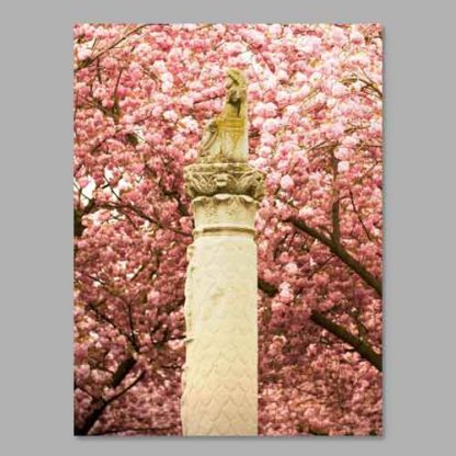 Kirschblüte Bonn - Altstadt #52 MDF – Bild 3