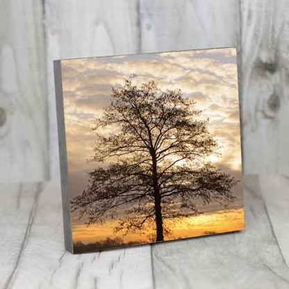Winterbaum im Sonnenaufgang – Bild 5