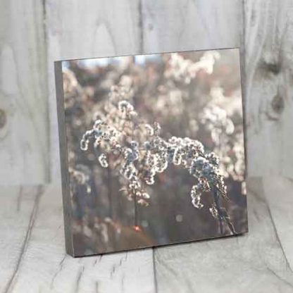Winterblume – Bild 4