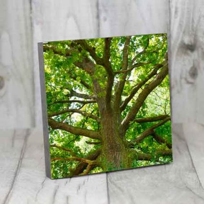 Eiche #1 – Bild 5