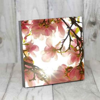 Magnolie#3 – Bild 5