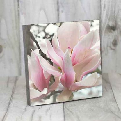 Magnolie#1 – Bild 5
