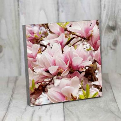 Magnolie#2 – Bild 5