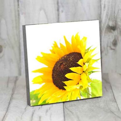 Sonnenblume – Bild 5