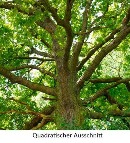 Eiche #1 – Bild 4