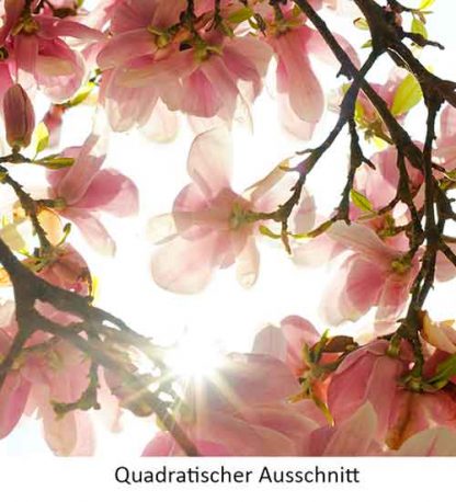 Magnolie#3 – Bild 4