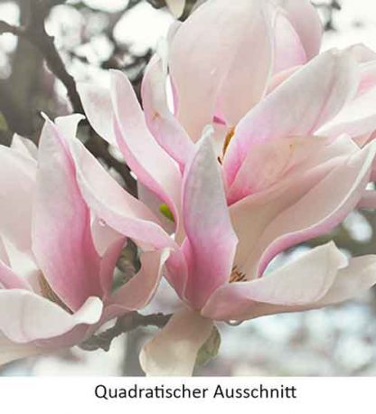 Magnolie#1 – Bild 4