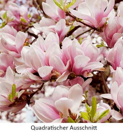 Magnolie#2 – Bild 4