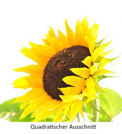 Sonnenblume – Bild 4