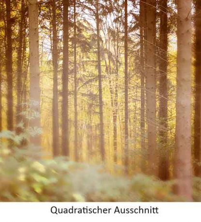 Herbstwald-Vintage-Bearbeitung – Bild 4