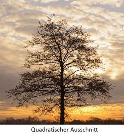 Winterbaum im Sonnenaufgang – Bild 4