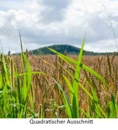 Kornfeld im Siebengebirge – Bild 4