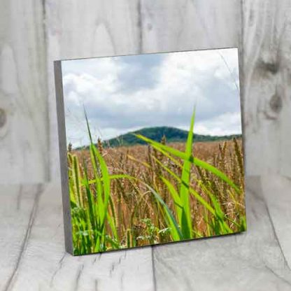 Kornfeld im Siebengebirge – Bild 6
