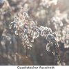 Winterblume – Bild 3