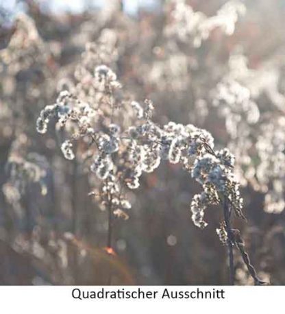 Winterblume – Bild 3