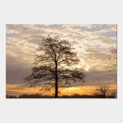 Winterbaum im Sonnenaufgang