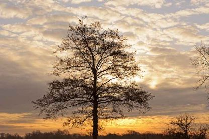 Winterbaum im Sonnenaufgang – Bild 2