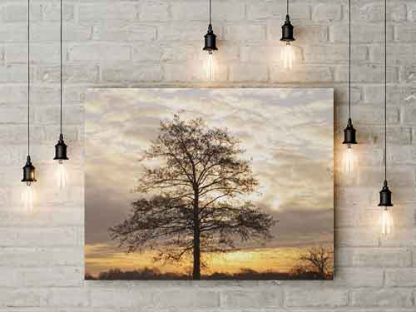 Winterbaum im Sonnenaufgang – Bild 3