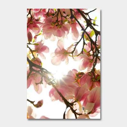 Magnolie#3