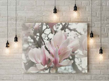Magnolie#1 – Bild 3