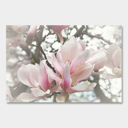 Magnolie#1