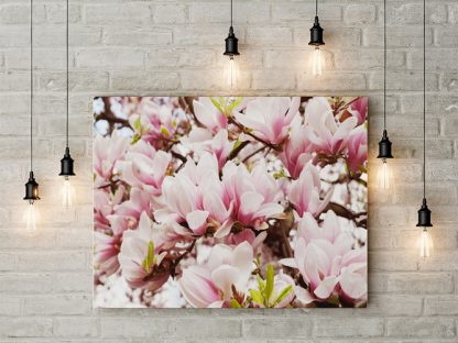 Magnolie#2 – Bild 3