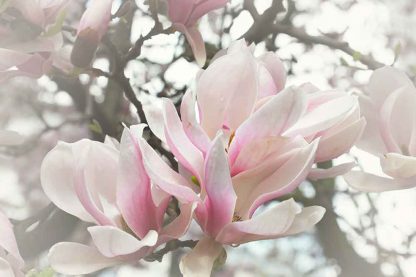 Magnolie#1 – Bild 2