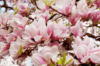 Magnolie#2 – Bild 2