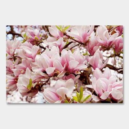 Magnolie#2
