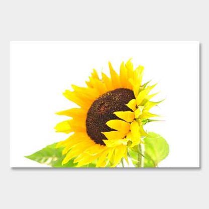 Sonnenblume