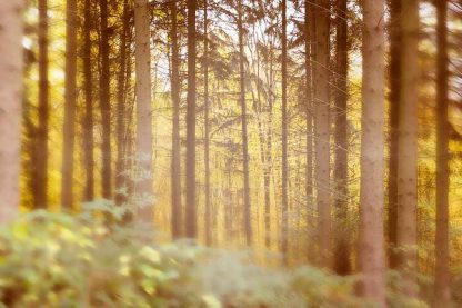 Herbstwald-Vintage-Bearbeitung – Bild 2