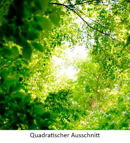 Buchenblätter – Bild 3