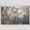 Winterblume
