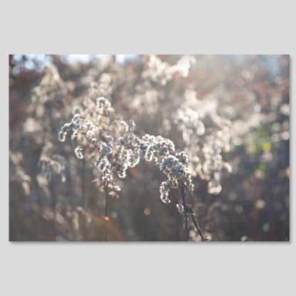 Winterblume