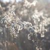 Winterblume – Bild 2