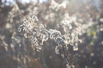 Winterblume – Bild 2
