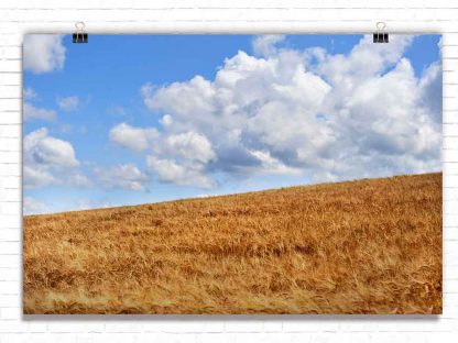 Weizenfeld – Bild 3