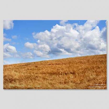 Weizenfeld