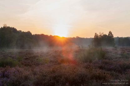 Wahner Heide Sonnenaufgang #2 – Bild 2