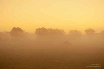Wahner Heide Sonnenaufgang, Nebel – Bild 2