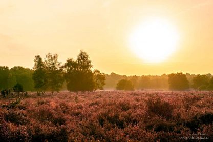 Wahner Heide Sonnenaufgang #3 – Bild 2