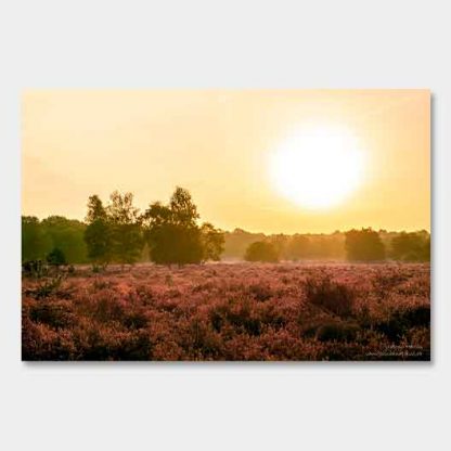 Wahner Heide Sonnenaufgang #3