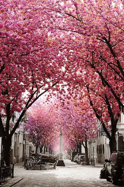 Kirschblüte Bonn - Altstadt #51 – Bild 2