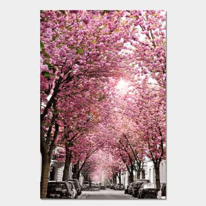 Kirschblüte Bonn - Altstadt #52
