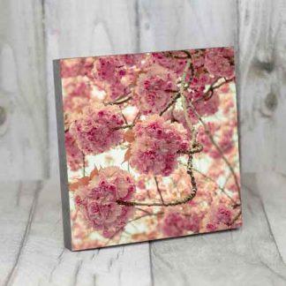 MDF-Holzplatte 3 Formate Kirschblüte Bonn #3 MDF