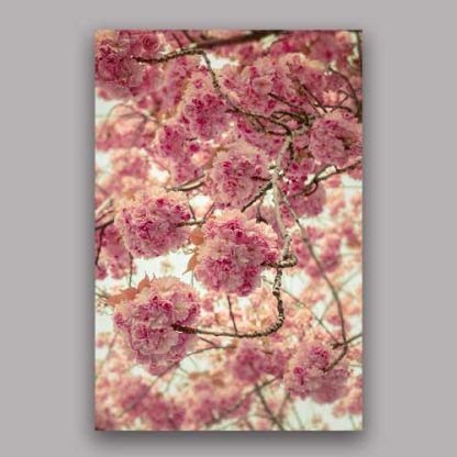 Kirschblüte Bonn - Altstadt #53